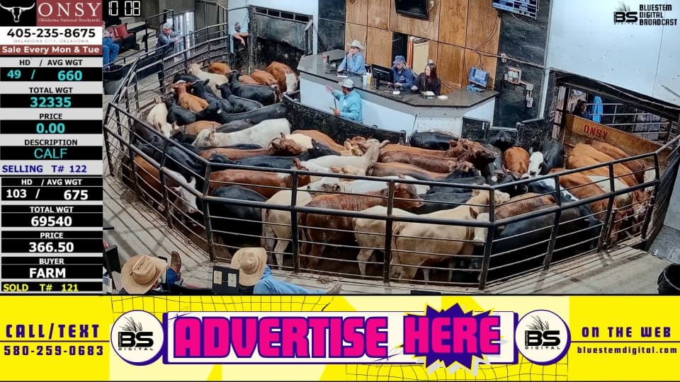 A live broadcast: sale data down the left, cattle in the ring, and the advertising banner across the bottom of frame